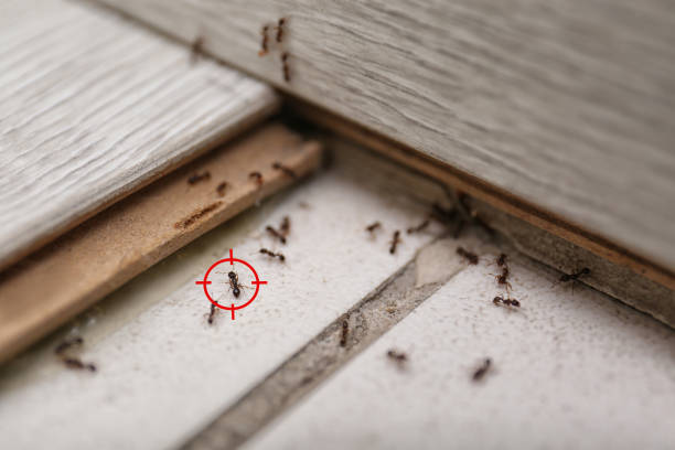 Best Affordable Pest Control Services  in East Merrimack, NH