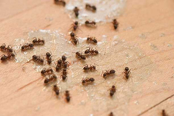 Best Mosquito Control Services  in East Merrimack, NH