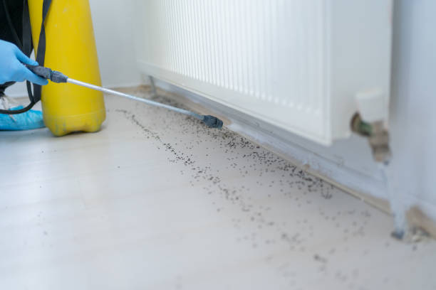 Best Rat Extermination Near Me  in East Merrimack, NH
